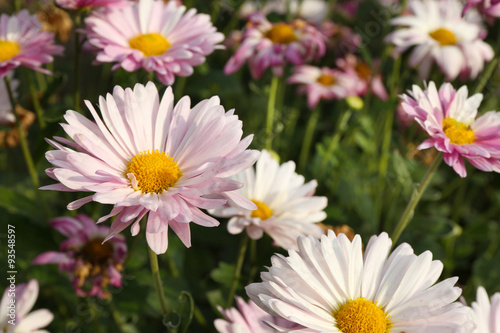 Beautiful flowers  close-up  outdoors