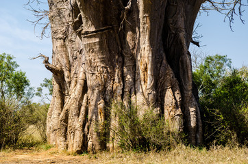 Leinwandbilder Baobab Baobab Stamm im Krüger Nationalpark  © Codegoni Daniele