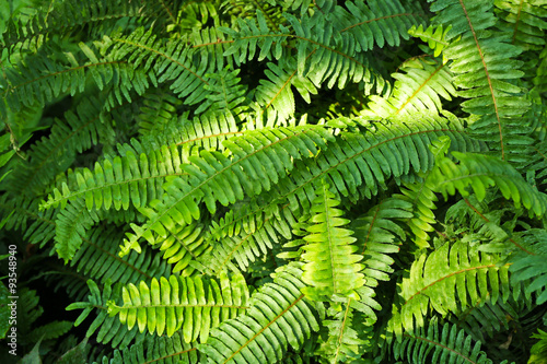 Fern leaves background