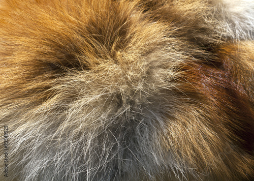 Fox fur texture.