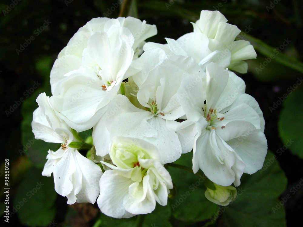 White flowers White flowers