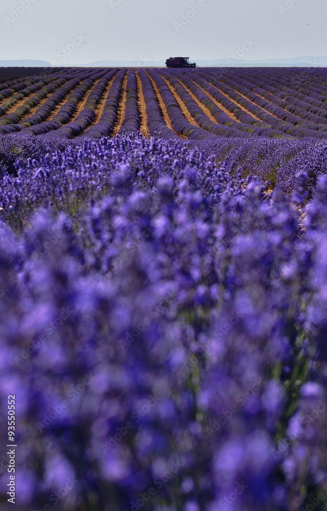 Lavender fileld in Valensole Provence