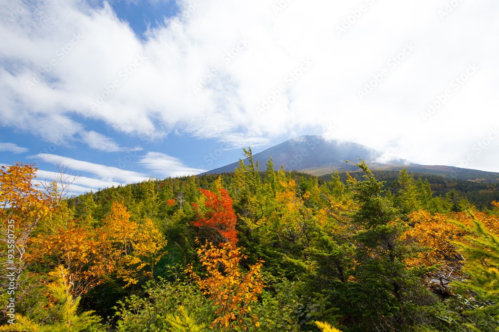 Fototapeta premium 紅葉と富士山近景