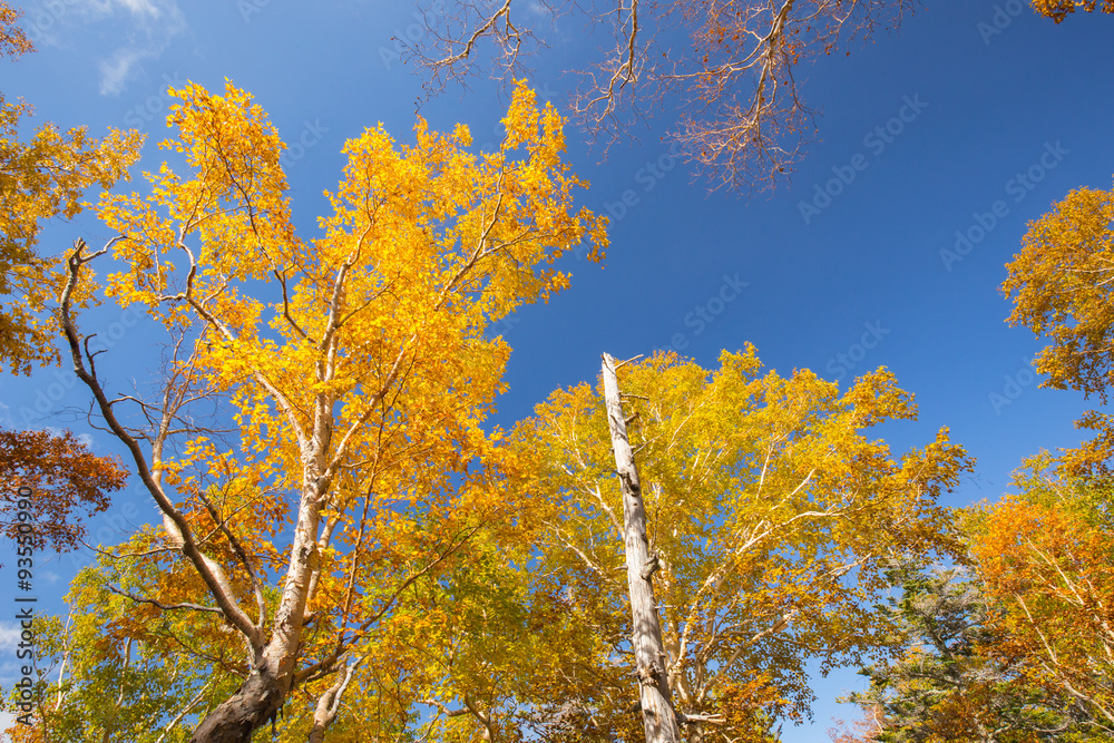 ダケカンバの紅葉