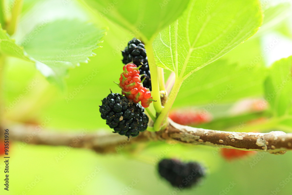 Fruit of a mulberry Stock Photo Adobe Stock