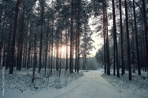 landscape snow trees dense forest in winter
