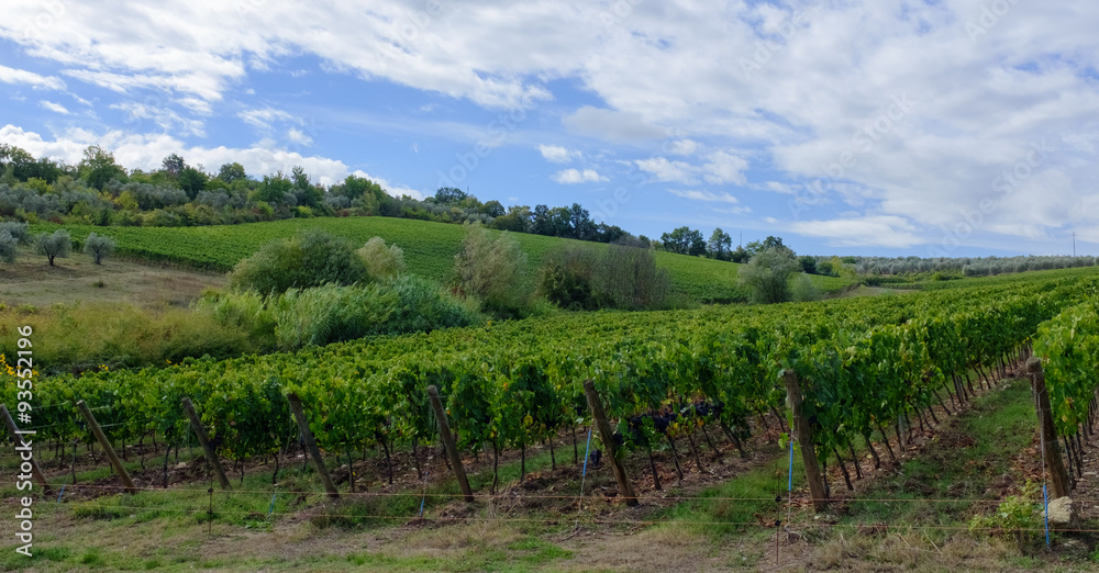 Vineyard in Tuscany, Italy