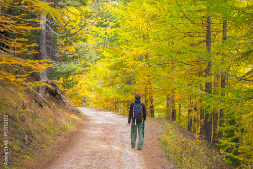 Walking in larch tree woodland, autumn season