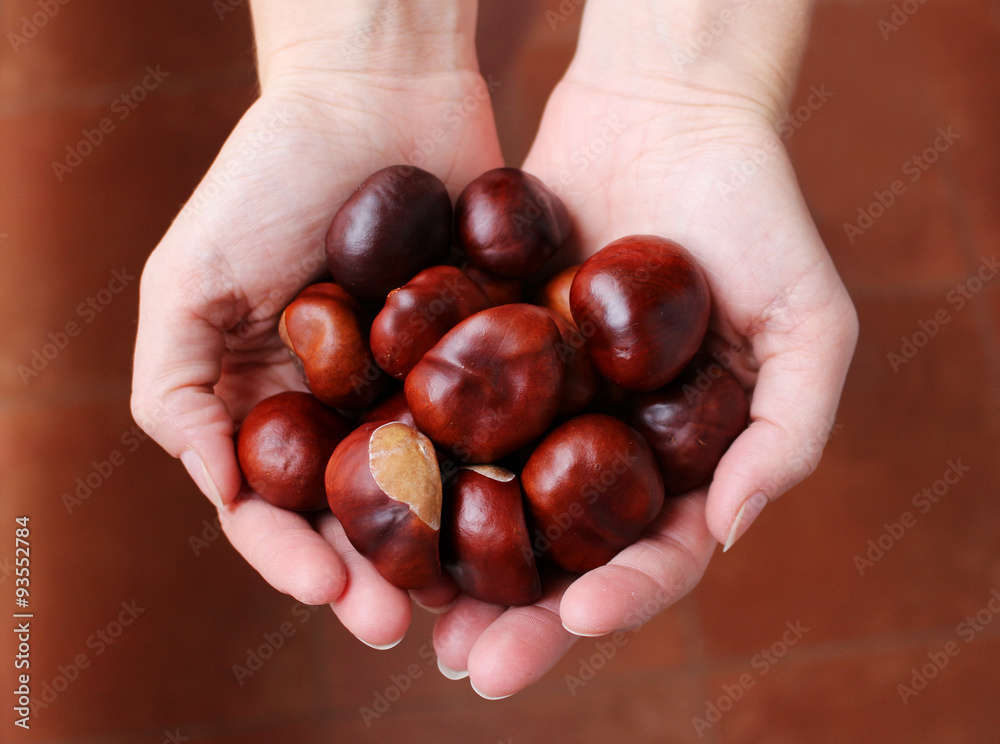 Beautiful brown chestnuts in the woman hands Beautiful brown chestnuts in the woman hands