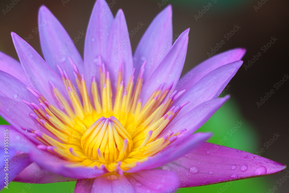 Close up beautiful pink lotus Close up beautiful pink lotus
