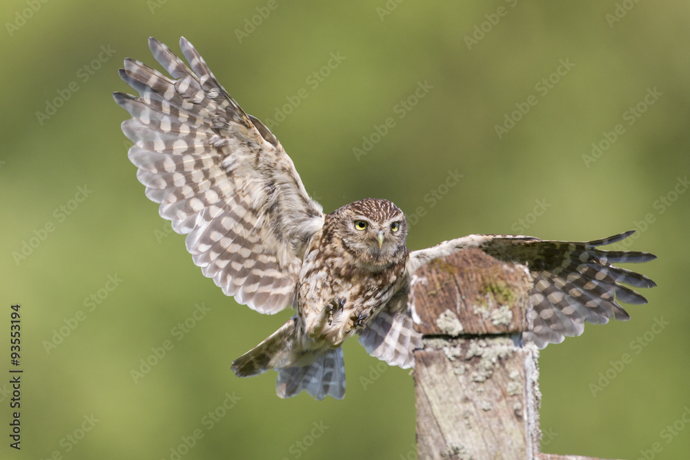 Fototapeta premium Little Owl