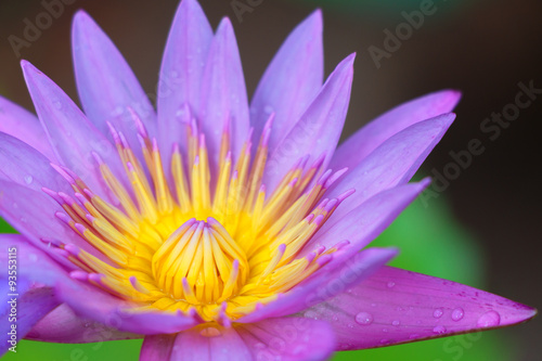 Close up beautiful pink lotus