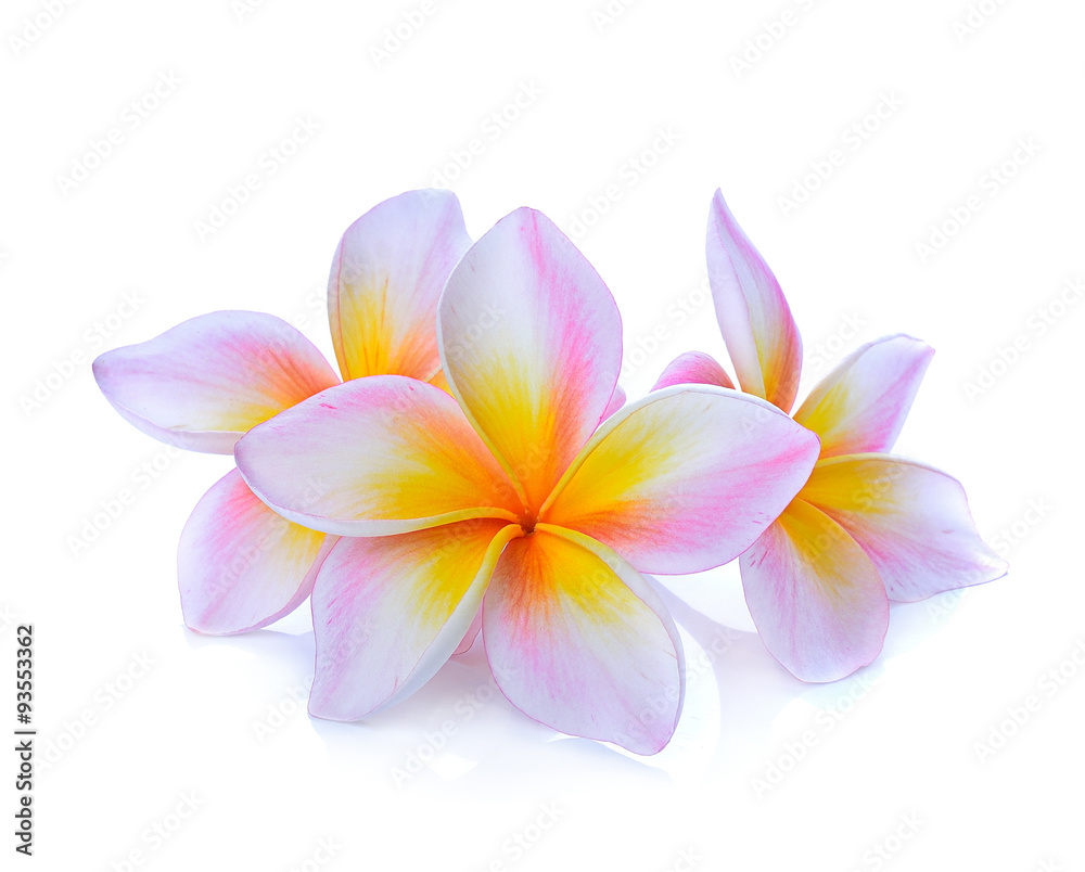 Frangipani flower isolated on white