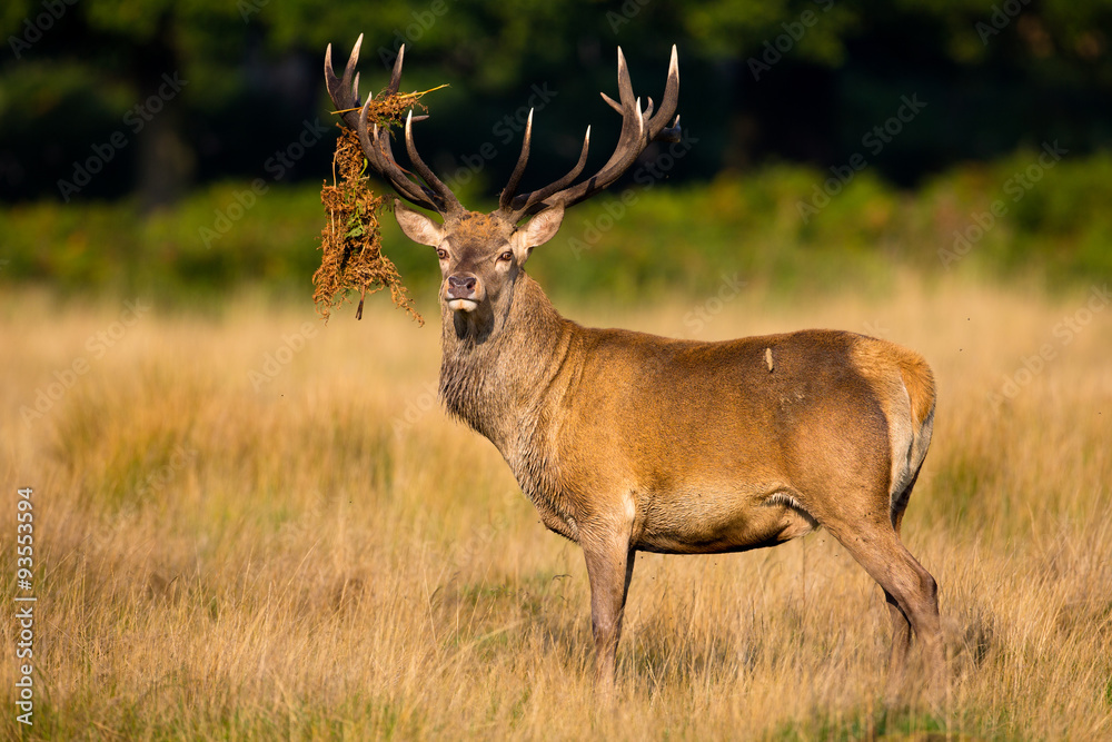 Red Deer Stag