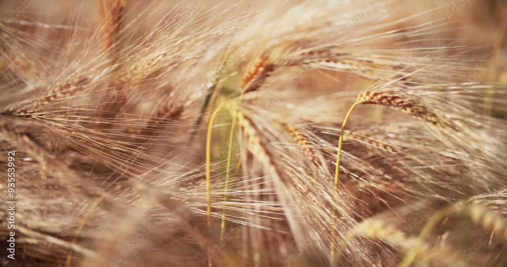Wheat stalk in a field of healthy corn on a farm Wheat stalk in a field of healthy corn on a farm