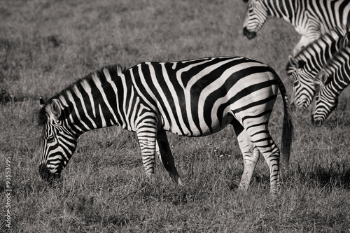 Zebra