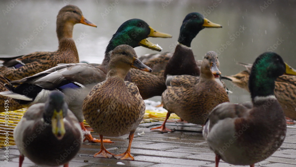 ducks eat bread on the lake 3