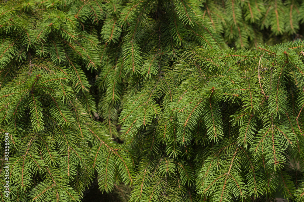 The spruce branches close-up. Spruce needle. Conifer tree. Nature desktop wallpaper The spruce branches close-up. Spruce needle. Conifer tree. Nature desktop wallpaper