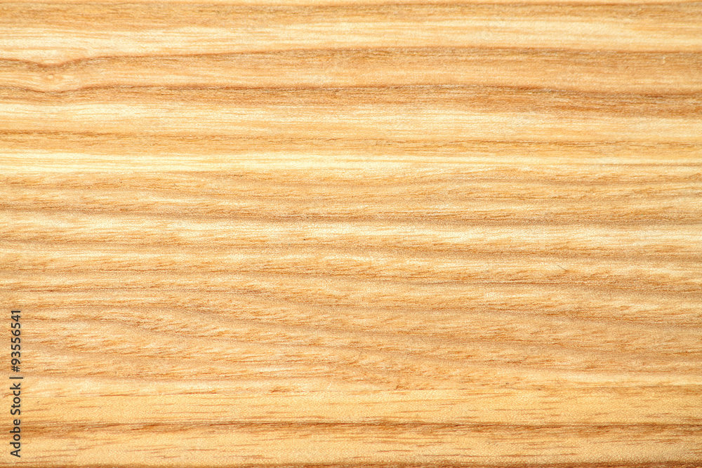 beech tree texture wallpaper. Close-up photo of beech tree texture. Nature background beech tree texture wallpaper. Close-up photo of beech tree texture. Nature background