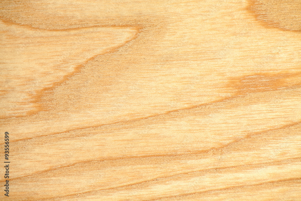 beech tree texture wallpaper. Close-up photo of beech tree texture. Nature background