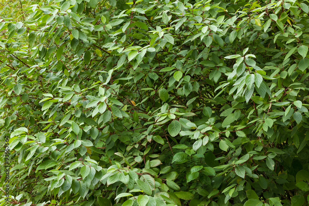 Obraz premium green leaves 