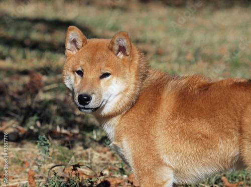 Young dog shiba inu on natural background