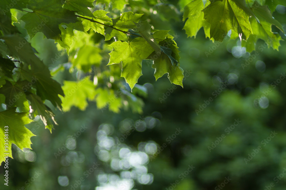 Blurred background photo. Defocused abstract nature. Background out of focus. Can use as wallpaper, design. Summer blurry backdrop. Fairy defocused photos. Blurred background photo. Defocused abstract nature. Background out of focus. Can use as wallpaper, design. Summer blurry backdrop. Fairy defocused photos.