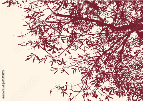 silhouette of a deciduous tree