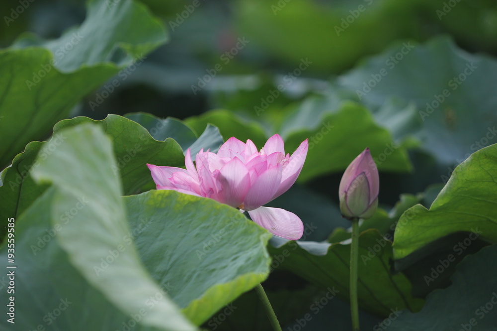Lotus and lotus leaf, lotus is a symbol of Buddhism in Asia Lotus and lotus leaf, lotus is a symbol of Buddhism in Asia