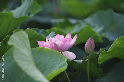 Lotus and lotus leaf, lotus is a symbol of Buddhism in Asia