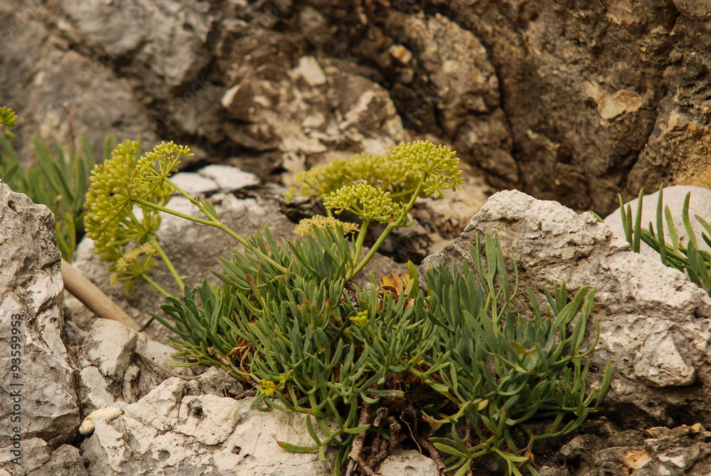 finocchio marino (Crithmum maritimum) pianta con fiori
