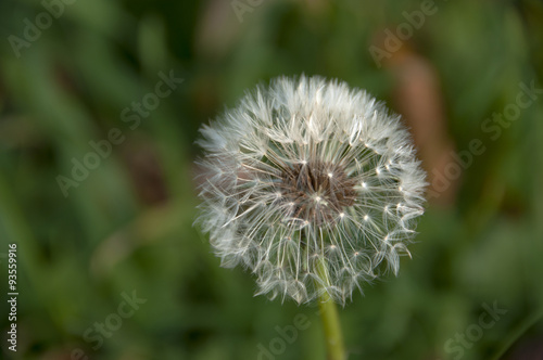 Lonely Dandelion