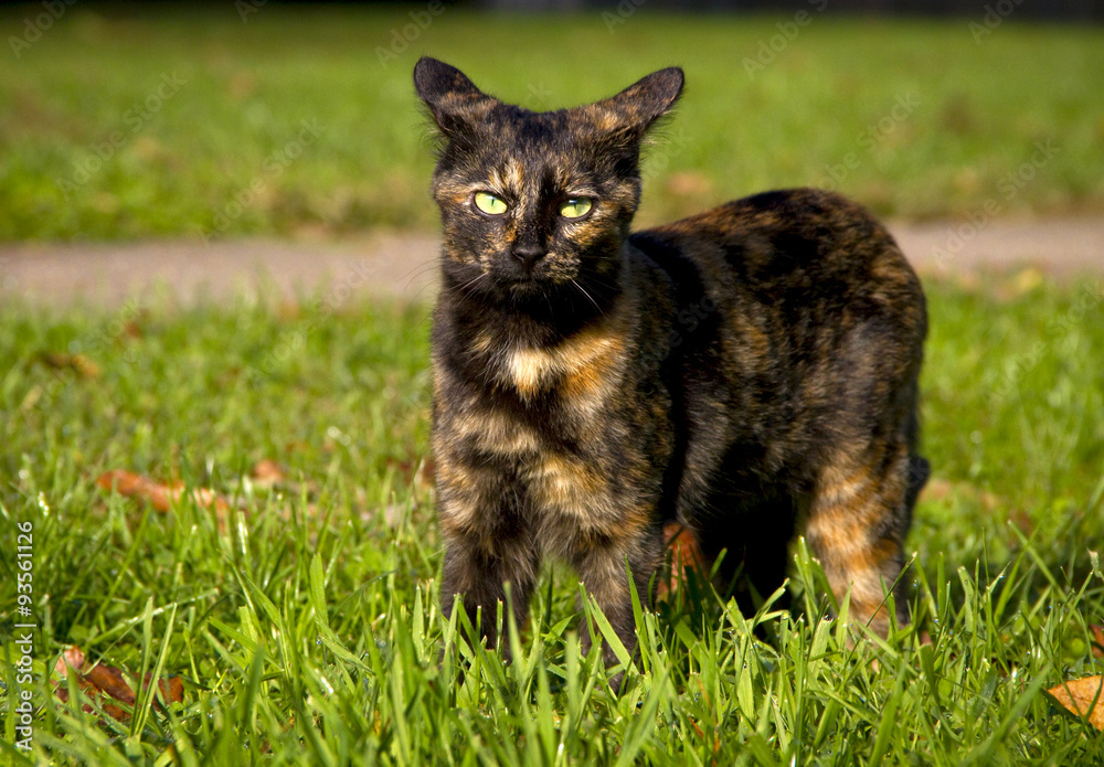 Brindle kitten looking at viewer standing in green grass