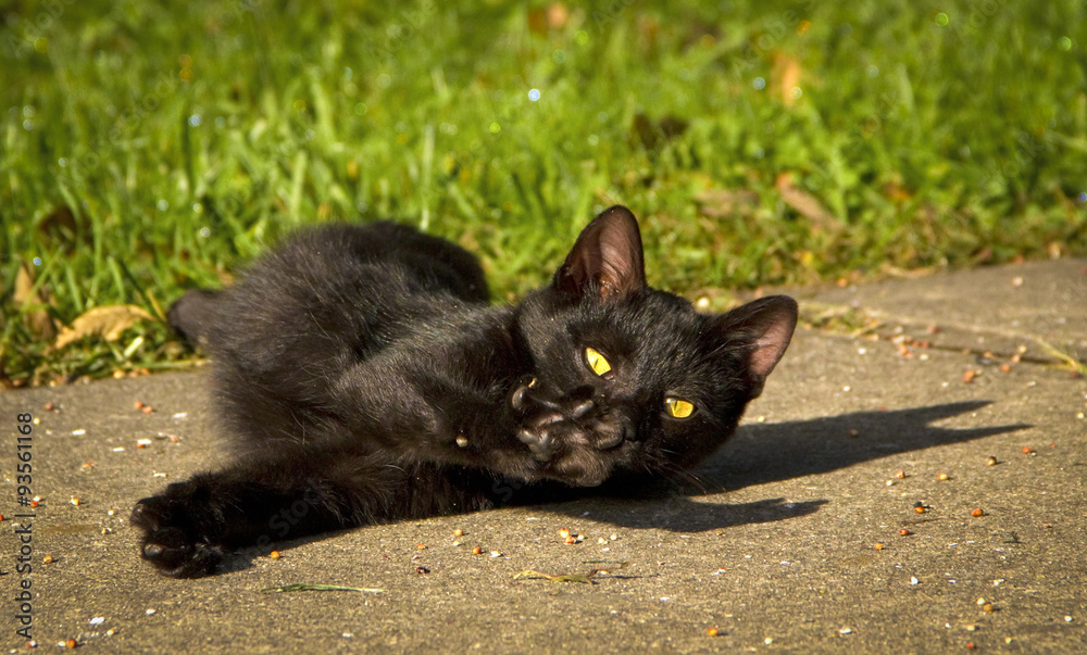 Little black kitten stretching paw out on pavement outside