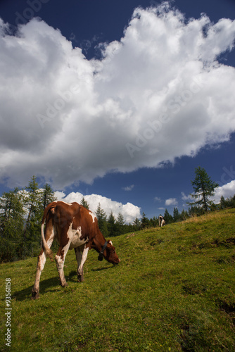 Cow grazing in a meadow, mountain landscape on background and blue summer sky