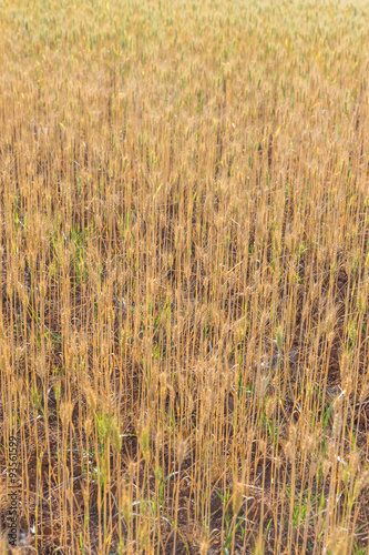 Golden fields of wheat, barley growing