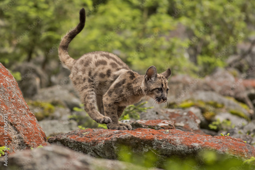 Obraz premium Puma, Cougar