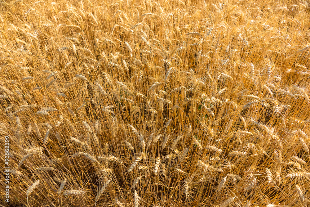 Golden fields of wheat, barley growing Golden fields of wheat, barley growing