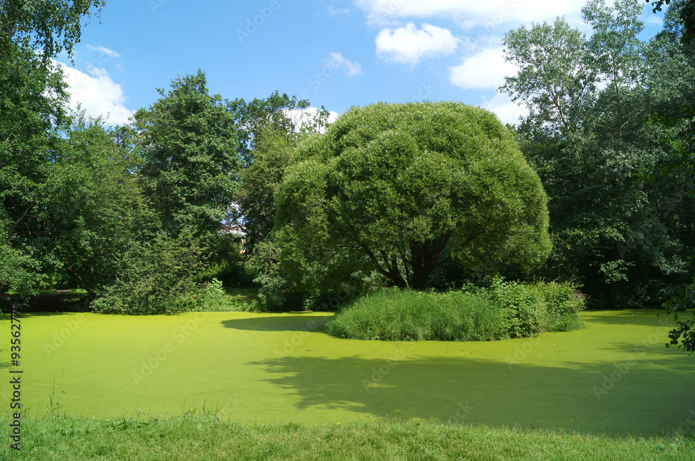 Остров с деревом на пруду в парке