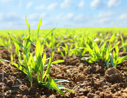 Young wheat seedlings growing in a soil.