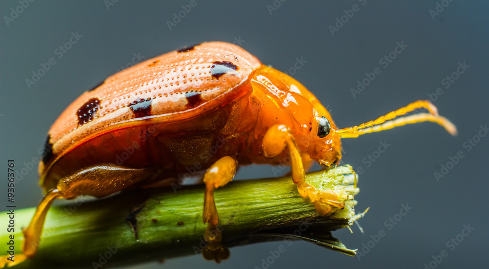 Obraz premium Ladybug