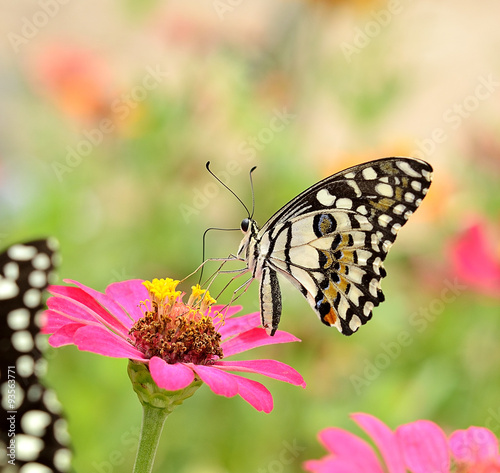 Butterfly on flower © anatchant