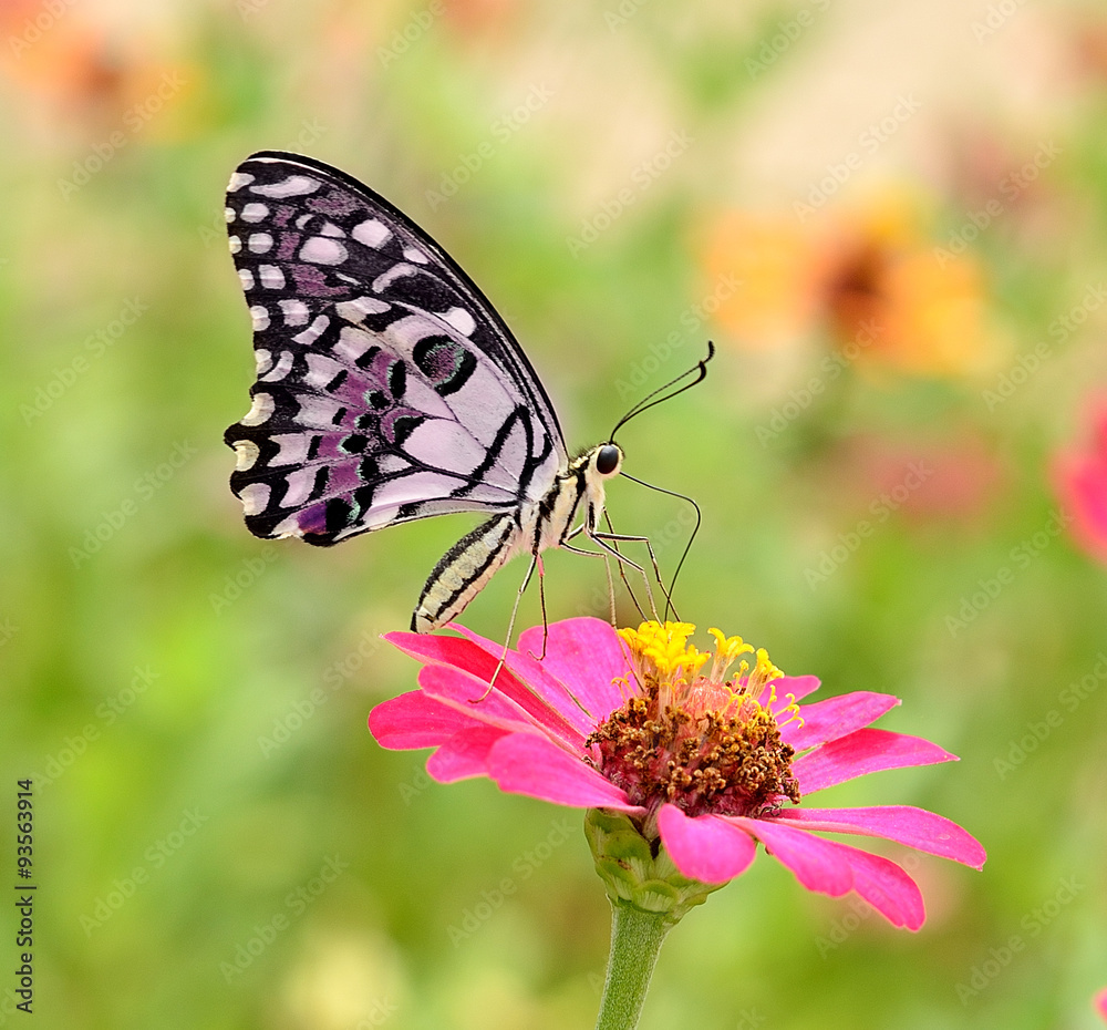 Butterfly on flower