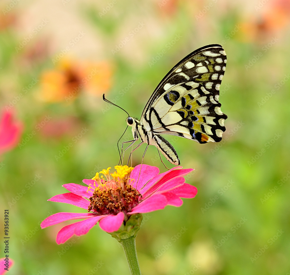 Butterfly on flower