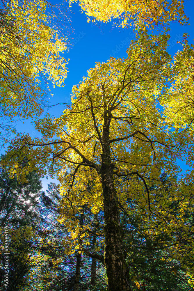 Fototapeta premium Nel bosco