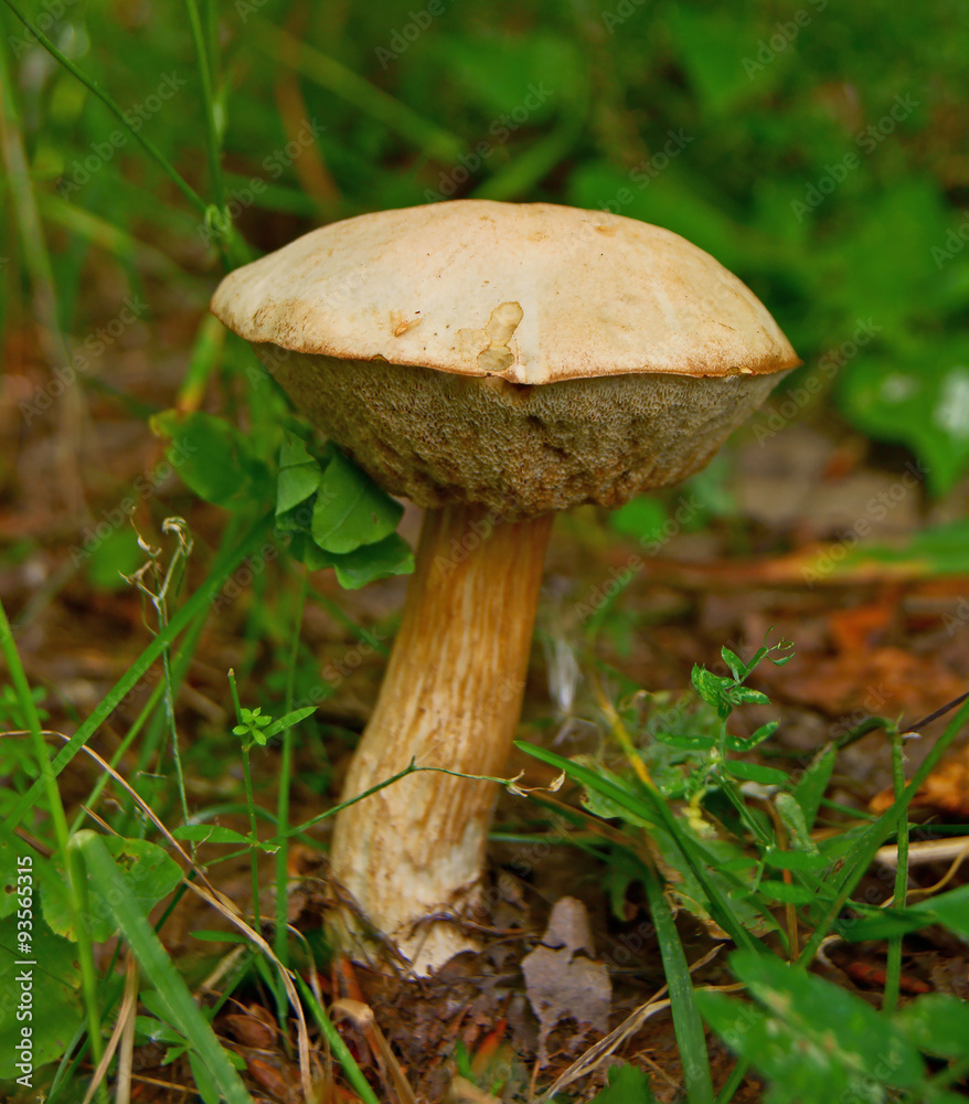 Leccinum holopus white birch bolete mushroom in forest Leccinum holopus white birch bolete mushroom in forest