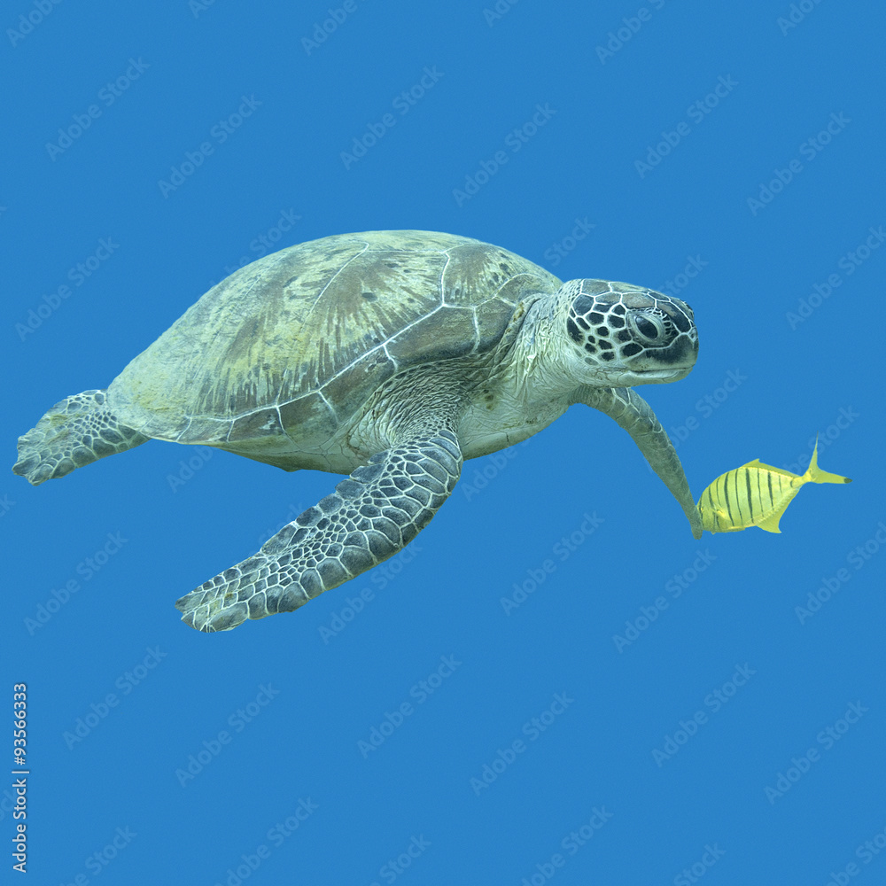 Fototapeta premium single great turtle in tropical sea , underwater