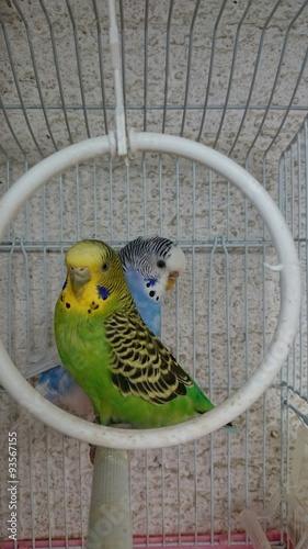 Pair of parrots photo