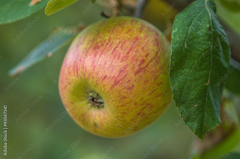 red apples on a tree red apples on a tree