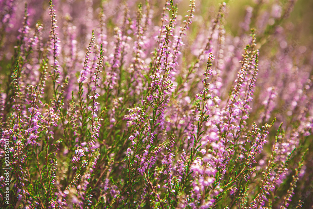 Beautiful purple heather moorland